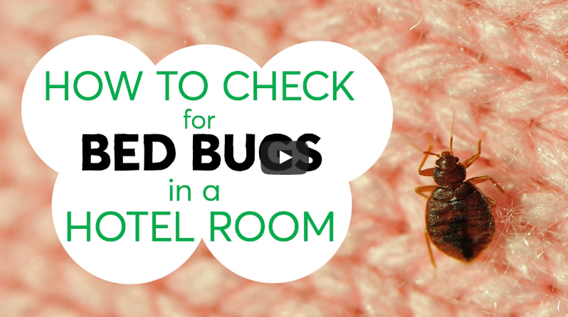 Three Tips to Help You Avoid Hitchhiking Bed Bugs From a Hotel Room