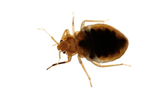bedbug.jpg