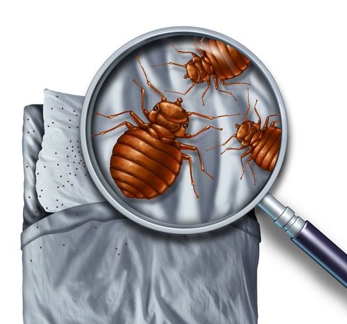 bedbugsimage.jpg